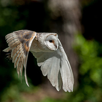 Buy canvas prints of barn owl by paul neville