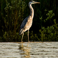 Buy canvas prints of Heron by paul neville