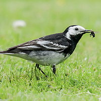 Buy canvas prints of wagtail by paul neville