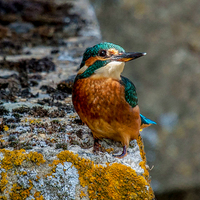 Buy canvas prints of kingfisher by paul neville