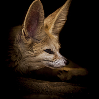 Buy canvas prints of  Fennic fox by paul neville