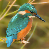 Buy canvas prints of  kingfisher by paul neville