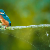 Buy canvas prints of  kingfisher on a branch by paul neville