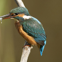Buy canvas prints of  kingfisher with fish  by paul neville