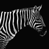 Buy canvas prints of  zebra  by paul neville