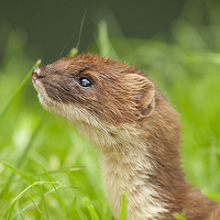 Buy canvas prints of  Stoat by paul neville