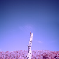 Buy canvas prints of Lone Tree Infrared Image by Les McLuckie