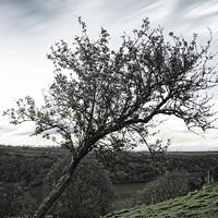 Buy canvas prints of The Resilient Leaning Tree by Les McLuckie