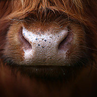 Buy canvas prints of Majestic Highland Cow Staring into Your Soul by Les McLuckie