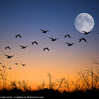 Buy canvas prints of Majestic Seagulls Soaring at Twilight by Les McLuckie