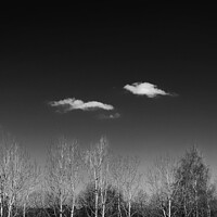 Buy canvas prints of Enchanting Forest Blanketed by Mysterious Clouds by Les McLuckie
