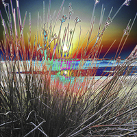 Buy canvas prints of Sunburst Through the Reeds by Pete Moyes