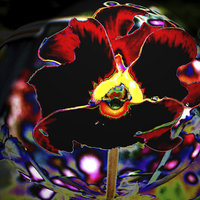 Buy canvas prints of Pansy #1 by Pete Moyes