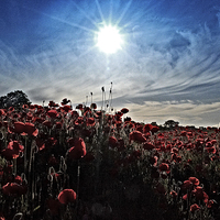 Buy canvas prints of Afternoon in the poppy field by Pete Moyes
