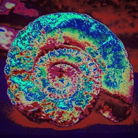 Buy canvas prints of Abstract Ammonite   by Pete Moyes