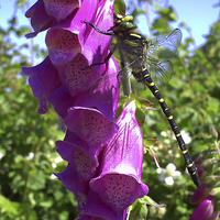 Buy canvas prints of  Dragonfly on a Foxglove by Pete Moyes