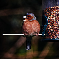 Buy canvas prints of Chaffinch on the Feeder by Pete Moyes
