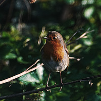 Buy canvas prints of Robin on the lookout  by Pete Moyes