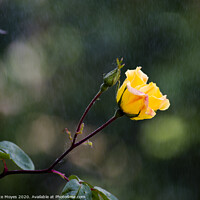 Buy canvas prints of Raindrops on Roses by Pete Moyes