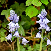 Buy canvas prints of Bluebells by Frank Irwin