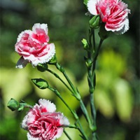 Buy canvas prints of Carnations (Dianthus) by Frank Irwin