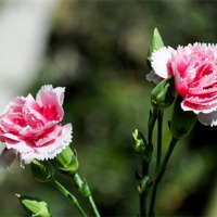 Buy canvas prints of Carnations (Dianthus) by Frank Irwin