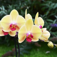 Buy canvas prints of Yellow  Orchids by Frank Irwin