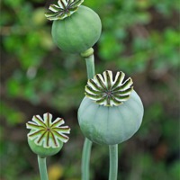 Buy canvas prints of Poppy seed pods by Frank Irwin