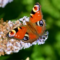Buy canvas prints of Peacock Butterfly by Frank Irwin
