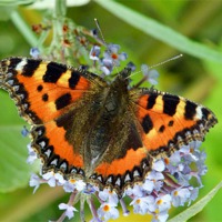 Buy canvas prints of Large Tortoiseshell butterfly by Frank Irwin