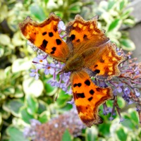 Buy canvas prints of Comma butterfly by Frank Irwin