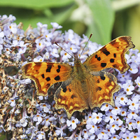 Buy canvas prints of Comma Butterfly by Frank Irwin
