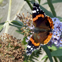 Buy canvas prints of Colourful Red Admiral by Frank Irwin