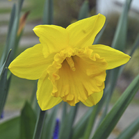Buy canvas prints of Daffodil by Frank Irwin