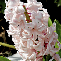 Buy canvas prints of Hyacinth by Frank Irwin
