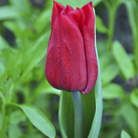 Buy canvas prints of A colourful tulip by Frank Irwin