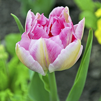 Buy canvas prints of A colourful tulip by Frank Irwin