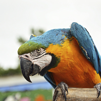 Buy canvas prints of Beautiful Blue and gold Macaw by Frank Irwin