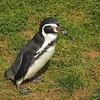 Buy canvas prints of The Humboldt Penguin in captivity by Frank Irwin