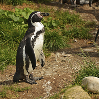 Buy canvas prints of The Humboldt Penguin in captivity by Frank Irwin