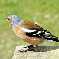 Buy canvas prints of The Chaffinch by Frank Irwin