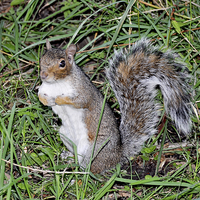 Buy canvas prints of A Beautiful grey squirrel by Frank Irwin