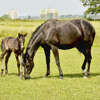 Buy canvas prints of A Mare and her filly by Frank Irwin