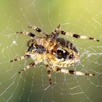 Buy canvas prints of The European Garden Spider by Frank Irwin