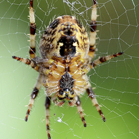 Buy canvas prints of The European Garden Spider by Frank Irwin