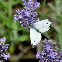 Buy canvas prints of The ‘Grey veined white’ butterfly. by Frank Irwin