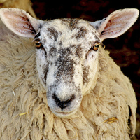 Buy canvas prints of An ewe after giving birth. by Frank Irwin