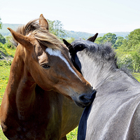 Buy canvas prints of Two horses interacting by Frank Irwin