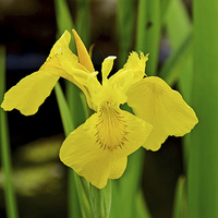 Buy canvas prints of A flower of the Iris family in full bloom. by Frank Irwin