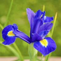 Buy canvas prints of A flower of the Iris family in full bloom. by Frank Irwin